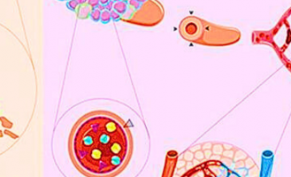 Estudo da Unicamp e Universidade Johns Hopkins detalha efeitos da Covid-19 no sistema cardiovascular